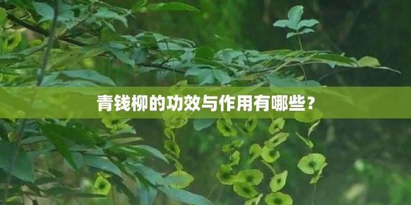 青钱柳的功效与作用有哪些？